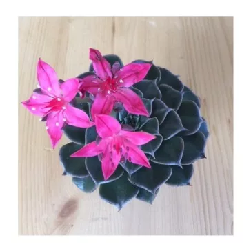 Graptopetalum bellum 'Vega'