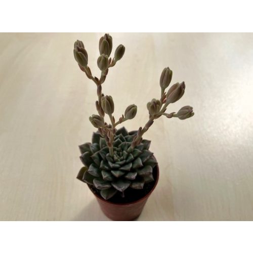 Graptopetalum bellum 'Vega'