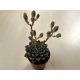 Graptopetalum bellum 'Vega'