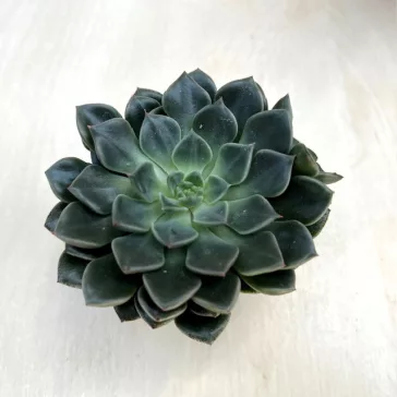 Graptopetalum bellum 'Vega'