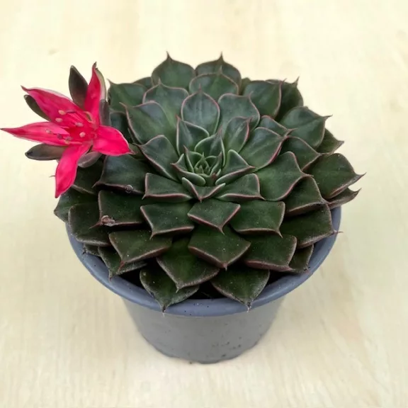 Graptopetalum bellum 'Vega' Graptopetalum bellum 'Vega'
