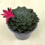 Graptopetalum bellum 'Vega'