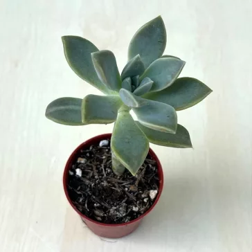 Graptopetalum paraguayense 5,5