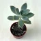 Graptopetalum paraguayense 5,5