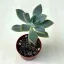 Graptopetalum paraguayense 5,5