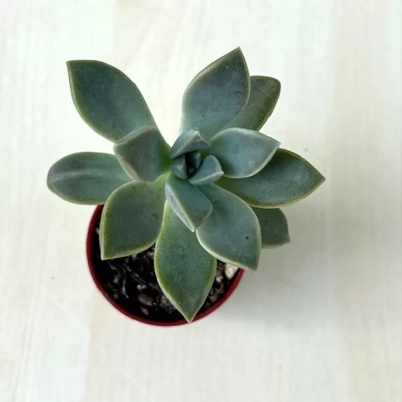 Graptopetalum paraguayense 5,5 Graptopetalum paraguayense 5,5