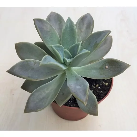 Graptopetalum paraguayense 5,5 Graptopetalum paraguayense 5,5