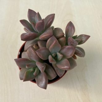 Graptosedum bronze