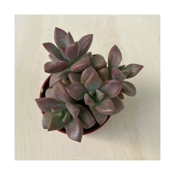 Graptosedum bronze Graptosedum bronze