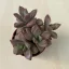Graptosedum bronze