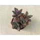 Graptosedum bronze