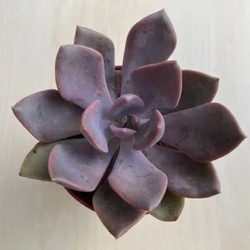 Graptoveria 'Debbie'