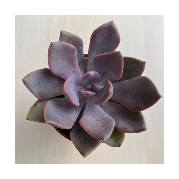 Graptoveria 'Debbie' Graptoveria 'Debbie'