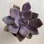 Graptoveria 'Debbie'