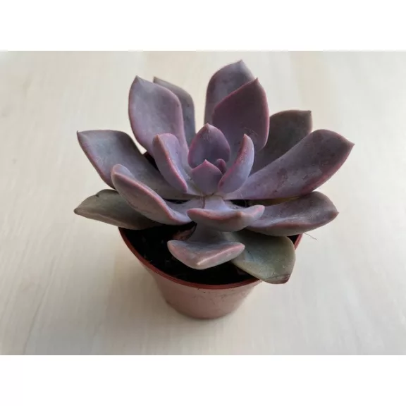 Graptoveria 'Debbie' Graptoveria 'Debbie'