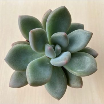 Graptoveria 