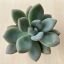 Graptoveria 