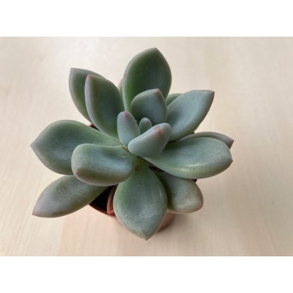 Graptoveria 