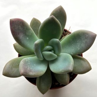 Graptoveria 