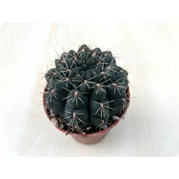 Gymnocalycium baldianum - Dwarf Chin Cactus