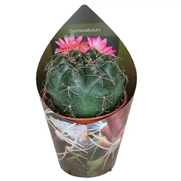 Gymnocalycium baldianum - Dwarf Chin Cactus