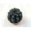Gymnocalycium baldianum - Dwarf Chin Cactus