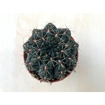Gymnocalycium baldianum - Dwarf Chin Cactus