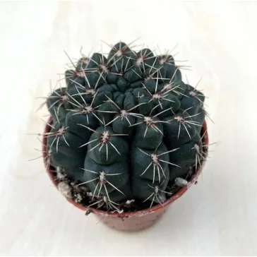 Gymnocalycium baldianum - Dwarf Chin Cactus