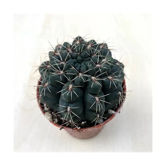 Gymnocalycium baldianum - Dwarf Chin Cactus