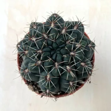 Gymnocalycium baldianum - Dwarf Chin Cactus