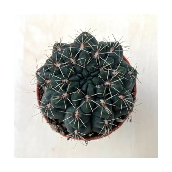 Gymnocalycium baldianum - Dwarf Chin Cactus