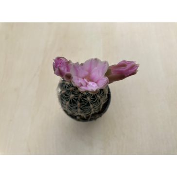 Gymnocalycium bruchii
