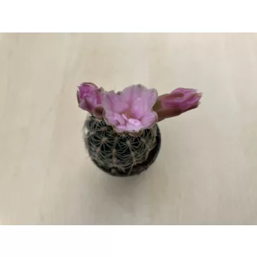 Gymnocalycium bruchii