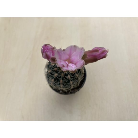 Gymnocalycium bruchii