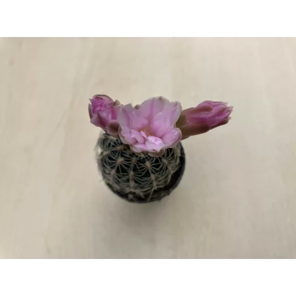 Gymnocalycium bruchii