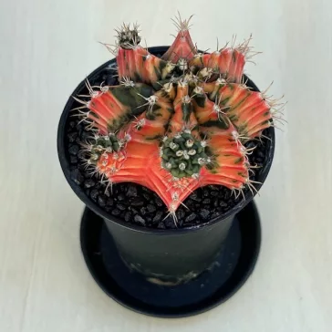 Gymnocalycium mihanovichii 'Japan'
