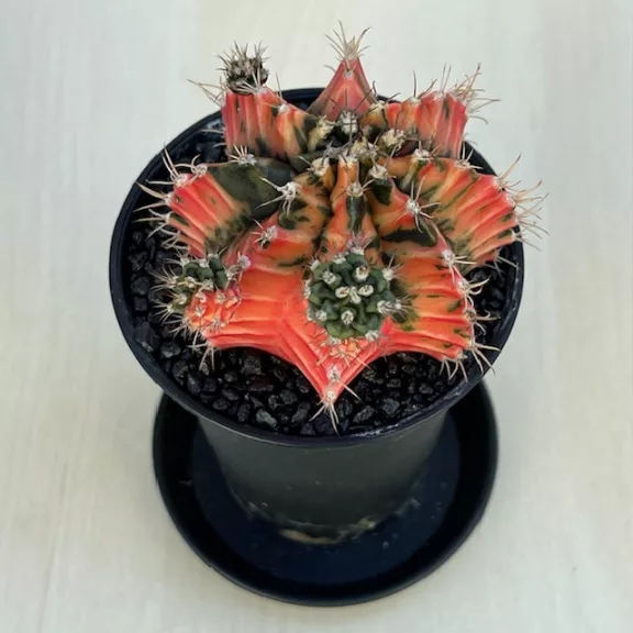 Gymnocalycium mihanovichii 'Japan'