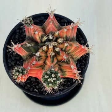 Gymnocalycium mihanovichii 'Japan'