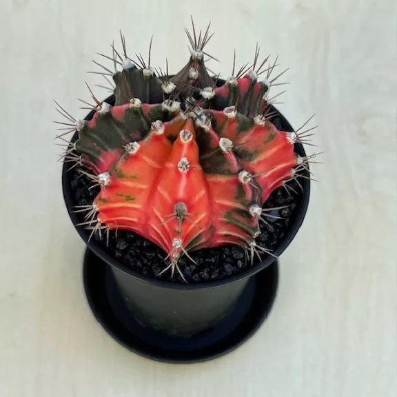 Gymnocalycium mihanovichii 'Japan'