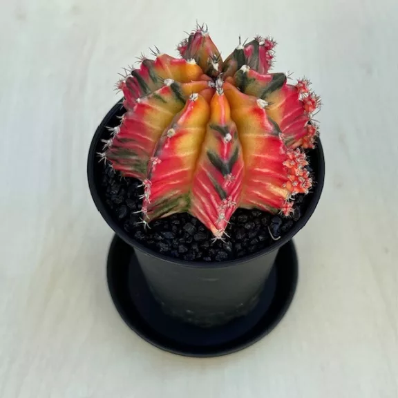 Gymnocalycium mihanovichii 'Japan'