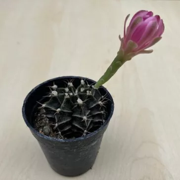 Gymnocalycium mihanovichii