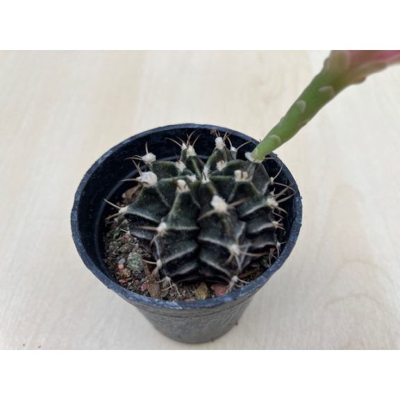 Gymnocalycium mihanovichii
