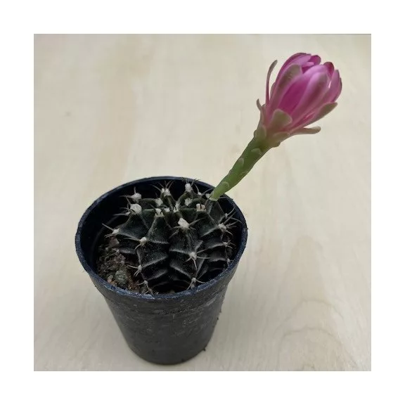 Gymnocalycium mihanovichii