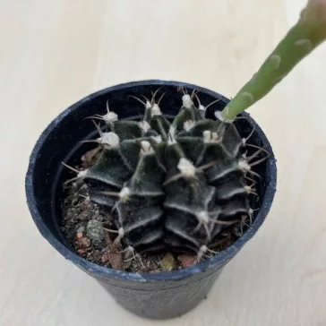 Gymnocalycium mihanovichii