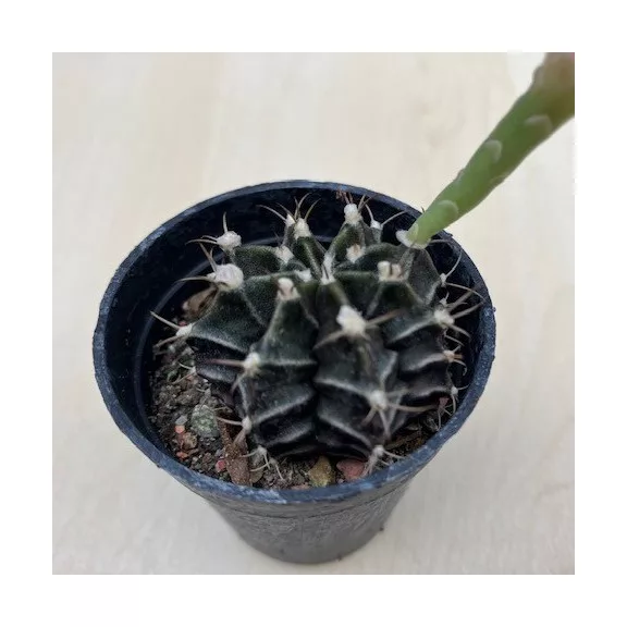 Gymnocalycium mihanovichii