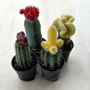 Gymnocalycium