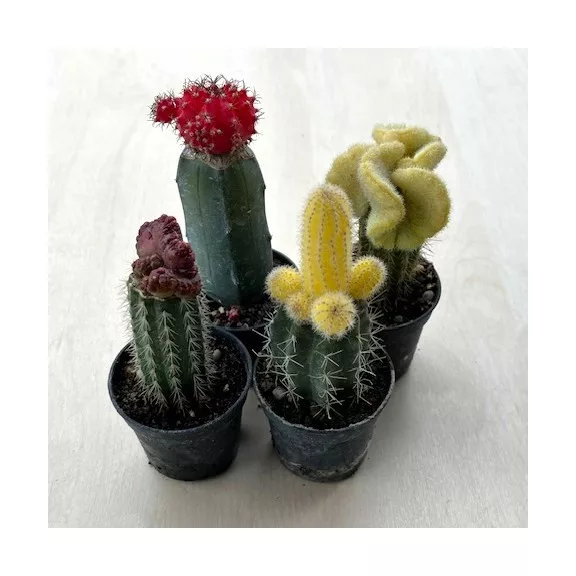 Gymnocalycium Gymnocalycium