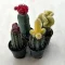 Gymnocalycium