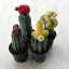 Gymnocalycium