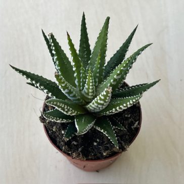 Haworthia fasciata 'Big Band' 
